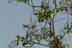 Stereospermum colais